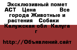 Эксклюзивный помет АСТ › Цена ­ 30 000 - Все города Животные и растения » Собаки   . Калужская обл.,Калуга г.